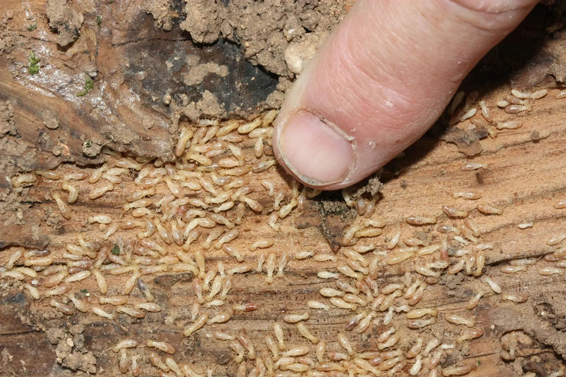 Termitas: Identificación, Daños Estructurales y Control Profesional - DDD Biotec S.L. - BAG (Biotec Ambiental Granada)